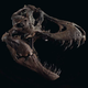 Stan’s massive skull is so heavy that a replica is used when the entire fossil is on display, while the original head is kept in a display box for viewing.